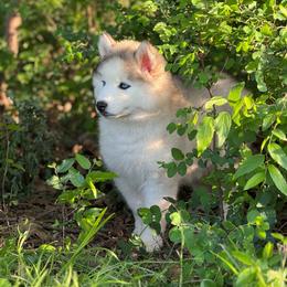 Pomsky and Siberian Husky Puppies from A-Dream Pomsky Kennel