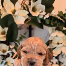 Ellie - Buff female Cocker Spaniel puppy in Platteville, Wisconsin from Elk Grove Cocker Spainels