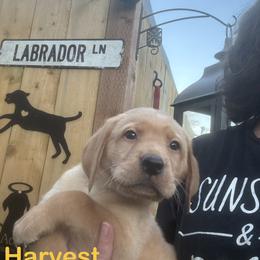 Harvest - Yellow male Labrador Retriever puppy in Tigard, Oregon from Morrison Labrador Retreivers