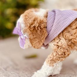 Goldendoodle and Poodle Puppies from Doodle Puppy Parti