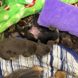 Dachshund Puppies from TG Dachshunds