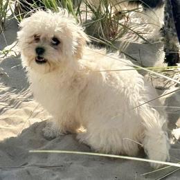 Luna - Shichon