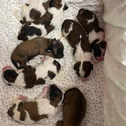 Saint Berdoodle Puppies from My Darling Doodles/St. Berdoodles of WNY