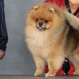 Tank - Pomeranian
