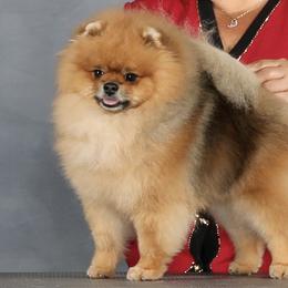 Tank - Pomeranian