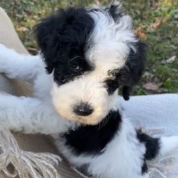 Apple - Black and white female Sheepadoodle puppy in Columbia, Tennessee from Primrose Cottage Puppies