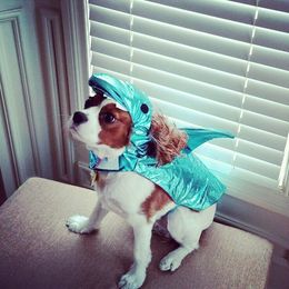 Cavalier King Charles Spaniel All Grown Up from Phoenix Cavaliers - Cavalier King Charles Spaniels