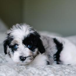 LaFleur - Merle female Schnoodle puppy in Grove, Oklahoma from Grand Lake Poodles & Doodles
