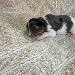 Ice Cream - Brown - Tri-color male Bernedoodle puppy in Charleston, South Carolina from Palm Belle Doodles