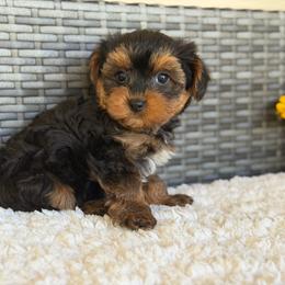 Georgie - Black and tan male Yorkipoo puppy in Hardin, Texas from Oodlesoflildoodles