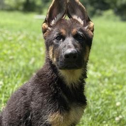Odin - Black and red male German Shepherd puppy in Worthington, Indiana from Aus Gerstbrei German Shepherds