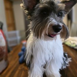 Orbit's I like Ike - Black tan and white male Biewer Terrier puppy in Brilliant, Ohio from ORBiT Ohio River Biewer Terriers