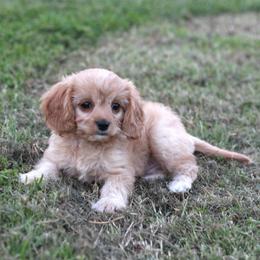 Dill - Red male Cavapoo puppy in Springtown, Texas from North Texas Puppies