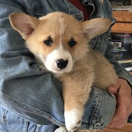 Pembroke Welsh Corgi Puppies from The Blessed Herd