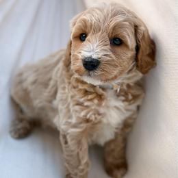 Ms. Kit-Kat - Apricot female Goldendoodle puppy in Sacramento, California from Dandy Doodles Goldendoodles