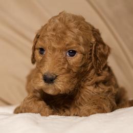 Bliss (Light Purple) - Cream female Goldendoodle puppy in Palmetto Bay, Florida from SOMIDOODLES