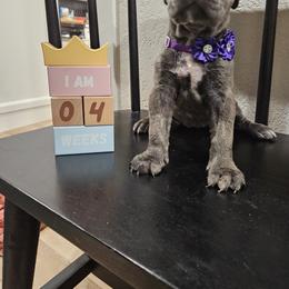 Cane Corso Puppies from Carrie Brown's Cane Corsos