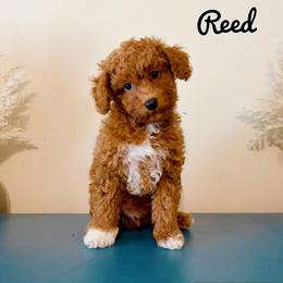 Reed - Red  male Poodle puppy in Morehead, Kentucky from Paw Perfect Pets