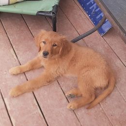Golden Retrievers from Goidenpups Kennel