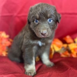 Kindle - Red Collar - Red tri-color female Australian Shepherd puppy in San Marcos, California from Faith Family Freedom Farm