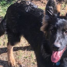 Girl 2 - German Shepherd puppy in Modoc County, California from Vom Marischal Working Lines German Shepherd Dogs