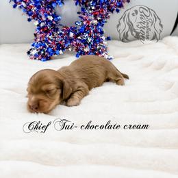 Chief Tui - Chocolate and cream male Dachshund puppy in Prairieville, Louisiana from Southern Barron Danes & Dachshunds