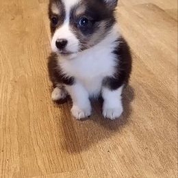 Mars - Black and tan Pembroke Welsh Corgi puppy in Oklahoma from Smiths Companions
