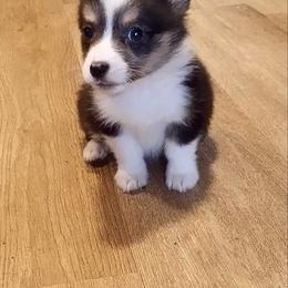 Mars - Black and tan Pembroke Welsh Corgi puppy in Oklahoma from Smiths Companions