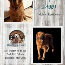 Golden Retriever puppies from Diamond Bar N Ranch