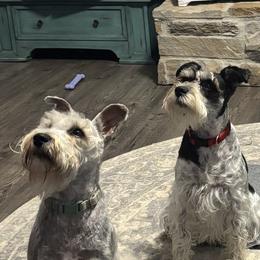 Miniature Schnauzers from Castle of Paws