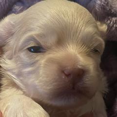 Green collar - male Russian Tsvetnaya Bolonka puppy in Spokane, Washington from Amethyst Kennel