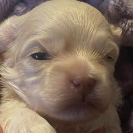 Green collar - male Russian Tsvetnaya Bolonka puppy in Spokane, Washington from Amethyst Kennel