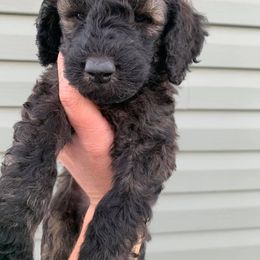Poodle Puppies from Teton View Kennels