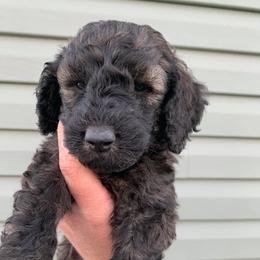 Poodle Puppies from Teton View Kennels
