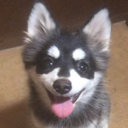 Princess - Black and white female Pomsky puppy in Spring Hill, Florida from PDQ Pomskies