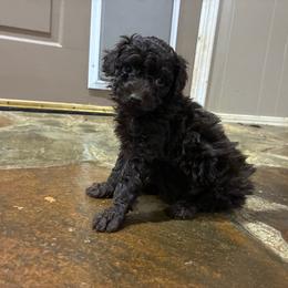 Wren F1B - Red female Aussiedoodle puppy in Oklahoma City, Oklahoma from Foneb Farm - The F1B Farm