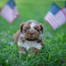 Stella - Liver and white female Shih Tzu puppy in Montrose, Colorado from Nana's Happy Pups
