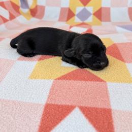 Girl 1 - Black female Dachshund puppy in Oklahoma from Red Oak Long Dogs