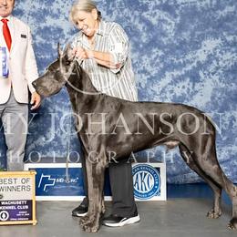 Uno - Great Dane