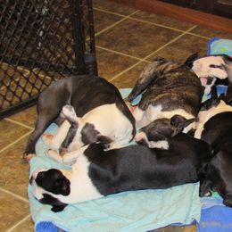 Boston Terriers and French Bulldogs from 3B Kennels
