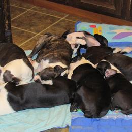 Boston Terriers and French Bulldogs from 3B Kennels