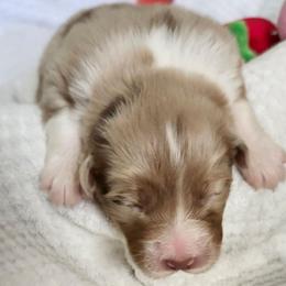 Joly - Red merle female Australian Shepherd puppy in Athens, Tennessee from Mimi's Aussie