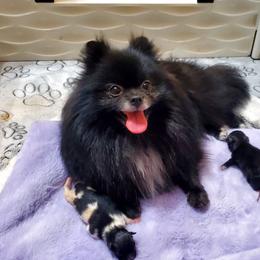 Pomeranian puppies from Brenda's Pomeranians - Amazing Grace Pomeranians