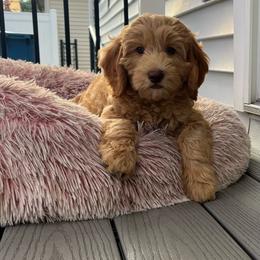 Girl 2 - Gold male Australian Cobberdog puppy in Grand Rapids, Michigan from Joreese Australian Cobberdogs