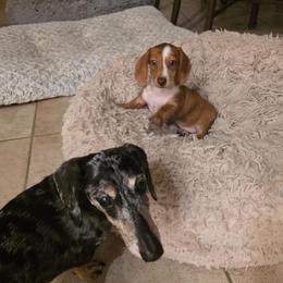 Dachshund Puppies from Witchy Woman’s Wiener’s