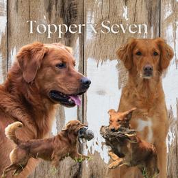 Golden Retriever puppies from Trenlock Kennels & Retrievers