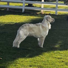 Riggins - Golden Retriever