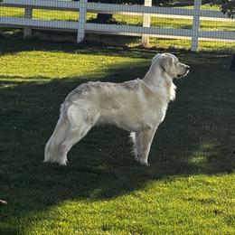 Riggins - Golden Retriever