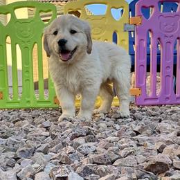 Brownie - Female - Golden female Golden Retriever puppy in Peoria, Arizona from Dani’s Dawgs