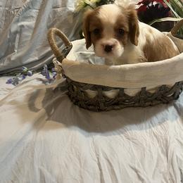 Tyson - Blenheim Cavalier King Charles Spaniel puppy in from Cooltomin Cavaliers